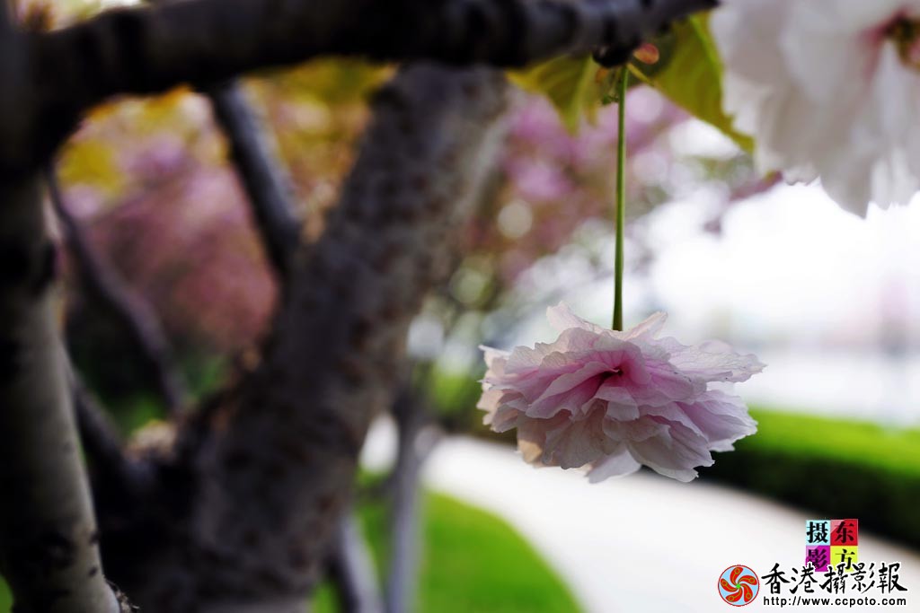 花都北城3..jpg