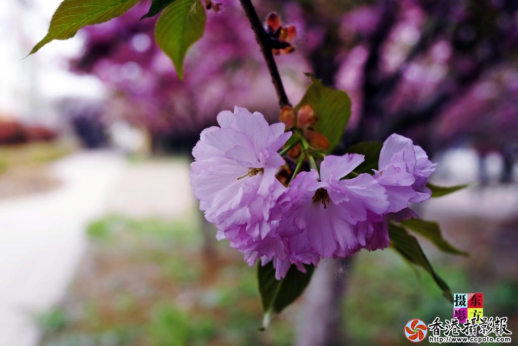 花都北城4..jpg