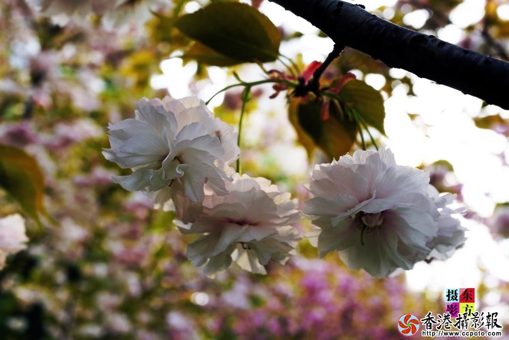 花都北城5..jpg
