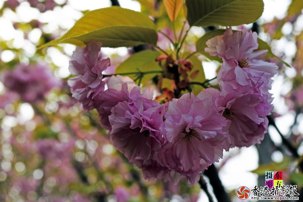 花都北城6..jpg