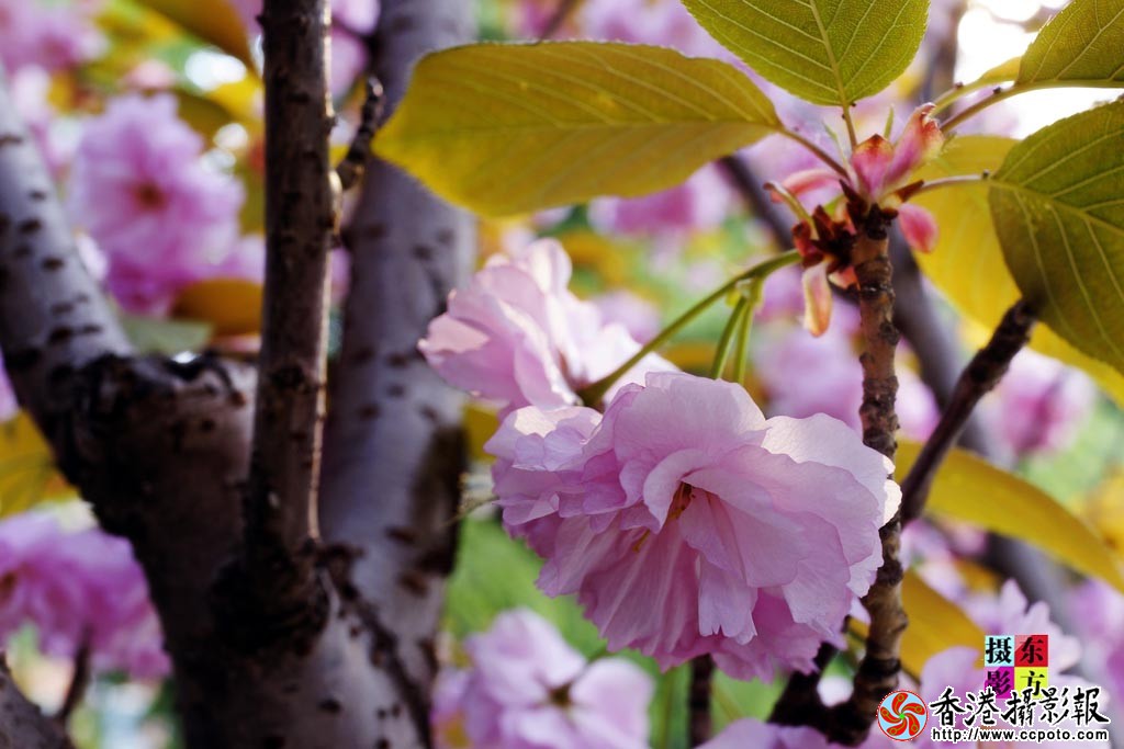 花都北城9..jpg