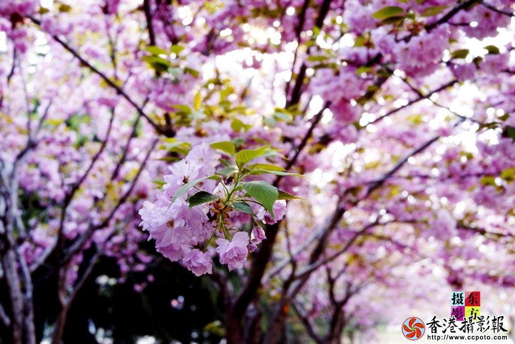 花都北城11..jpg