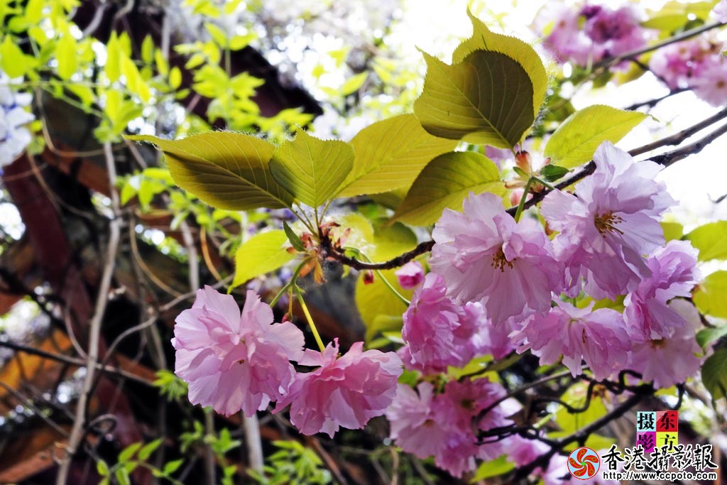 花都北城10..jpg