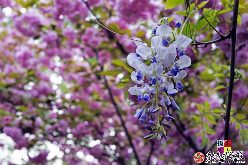 花都北城15..jpg