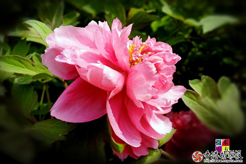 华美牡丹5..jpg