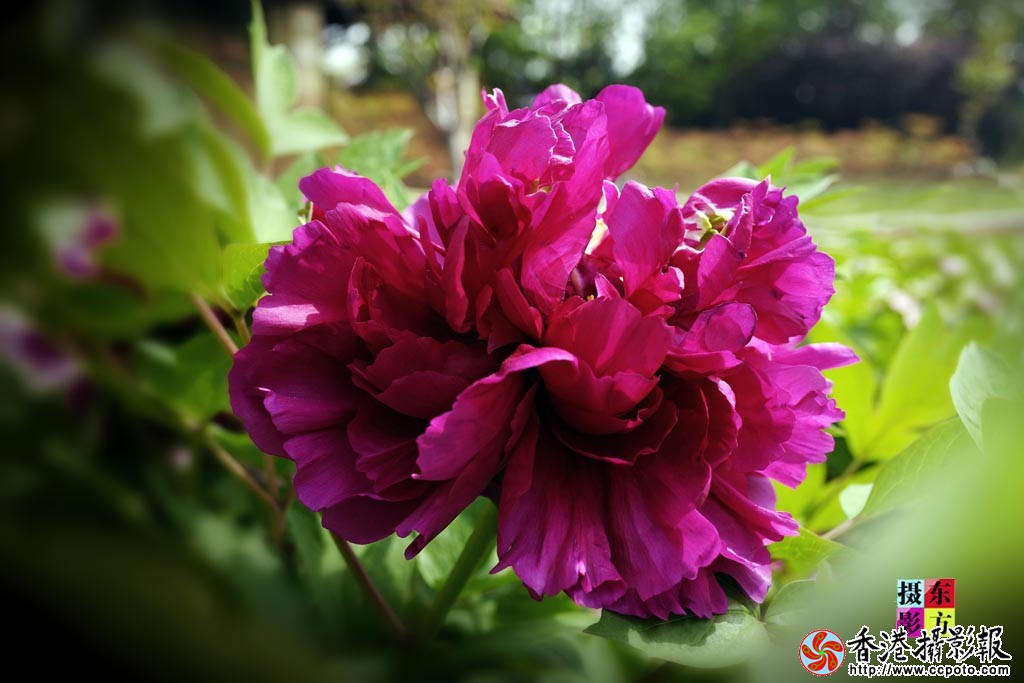 华美牡丹6..jpg