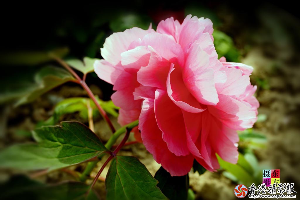 华美牡丹9..jpg
