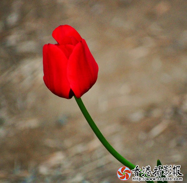 DSC_0408_副本.JPG