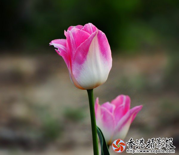 DSC_0416_副本.jpg