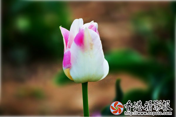 DSC_0420_副本.jpg