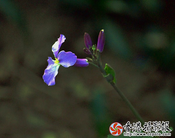 DSC_0350_副本.jpg