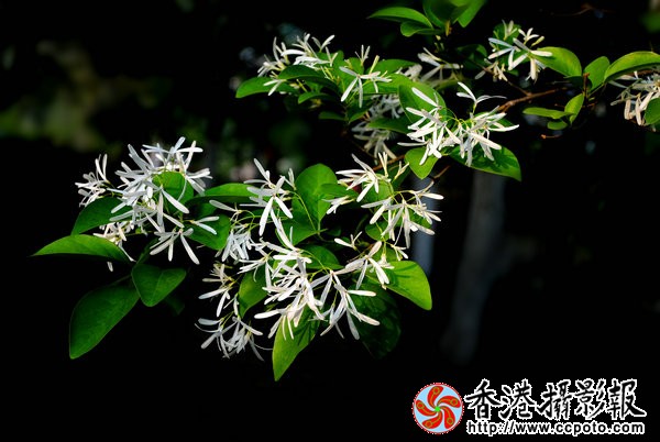DSC_0523_副本.jpg