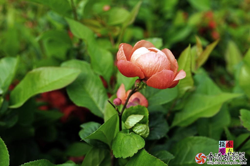 花儿1..jpg