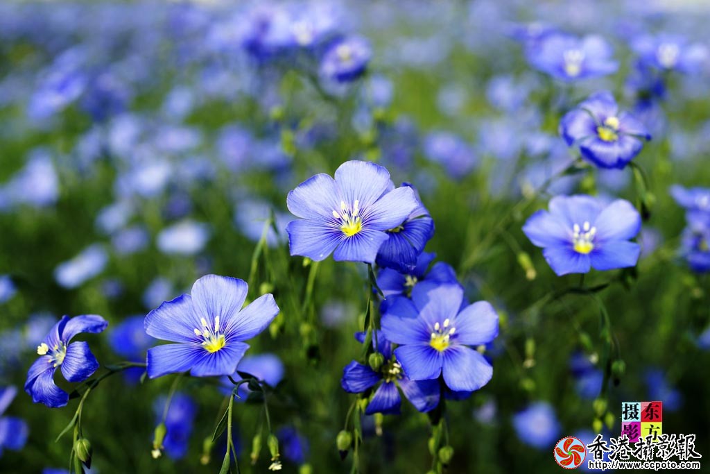 花儿4..jpg