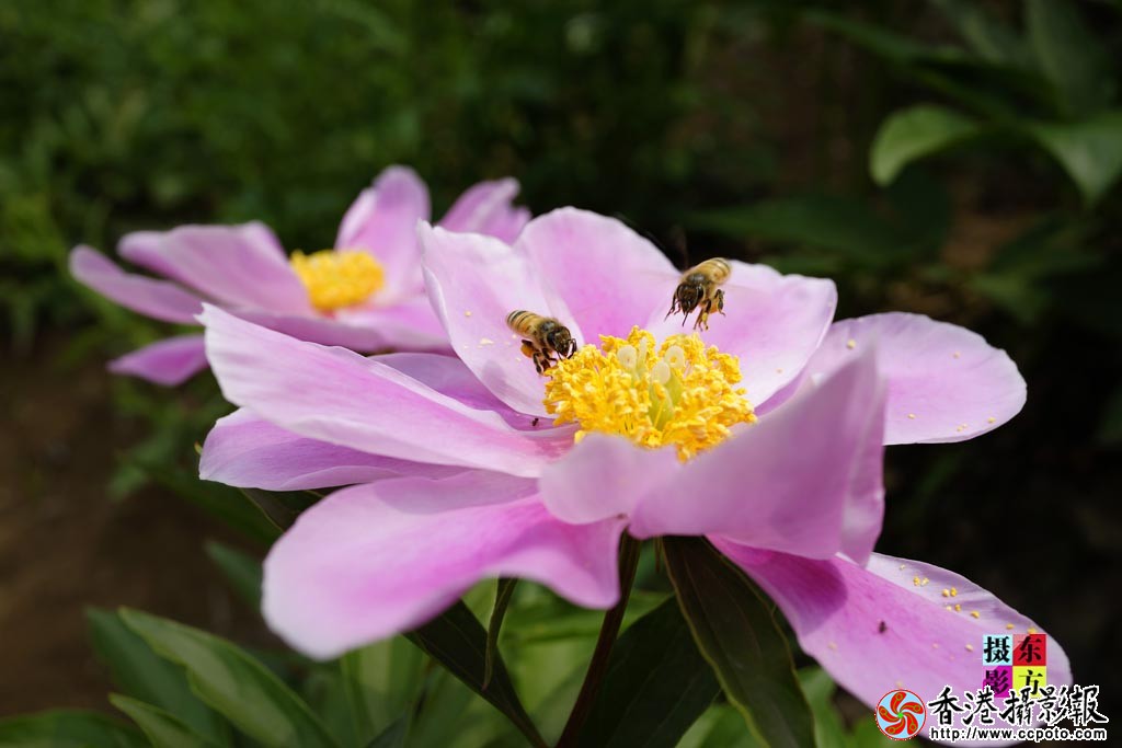 芍药花1..jpg