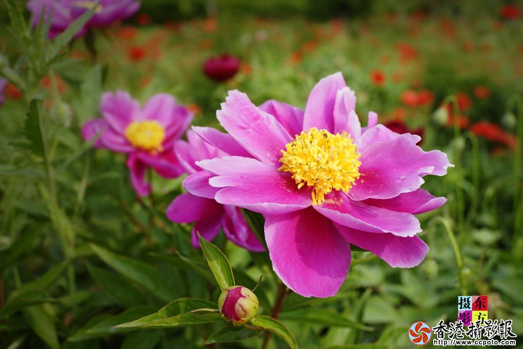 芍药花3..jpg