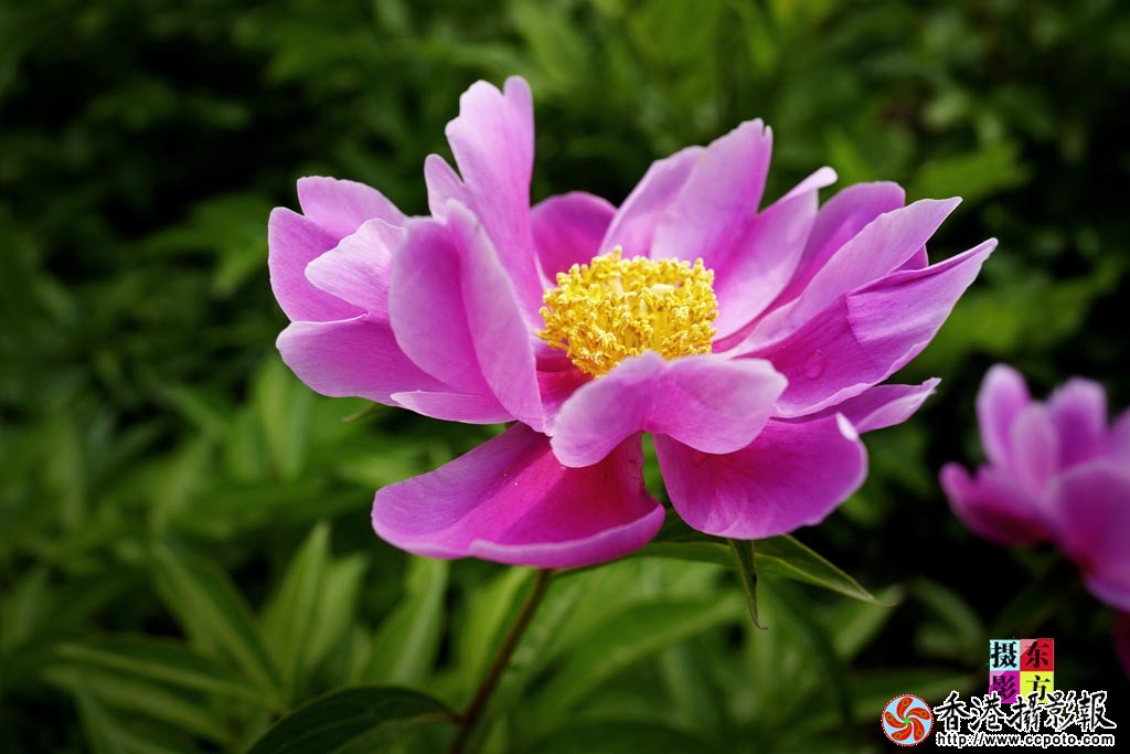 芍药花2..jpg