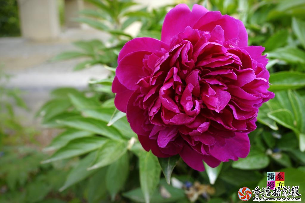 芍药花4..jpg