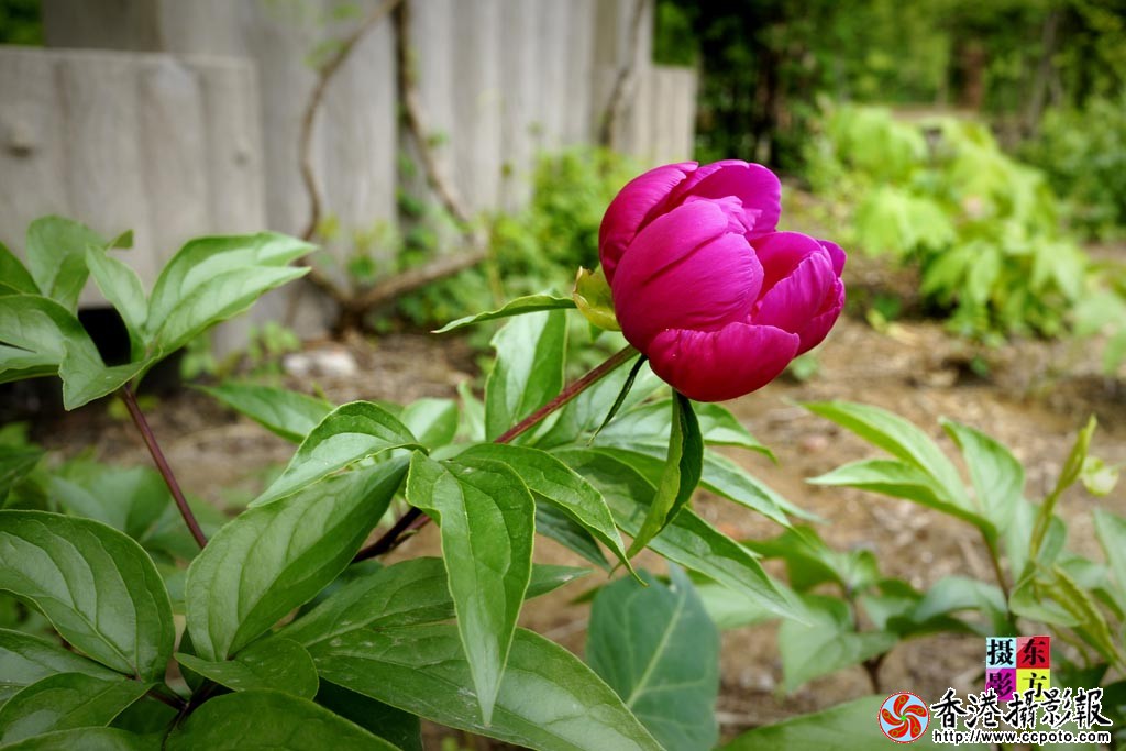 芍药花7..jpg