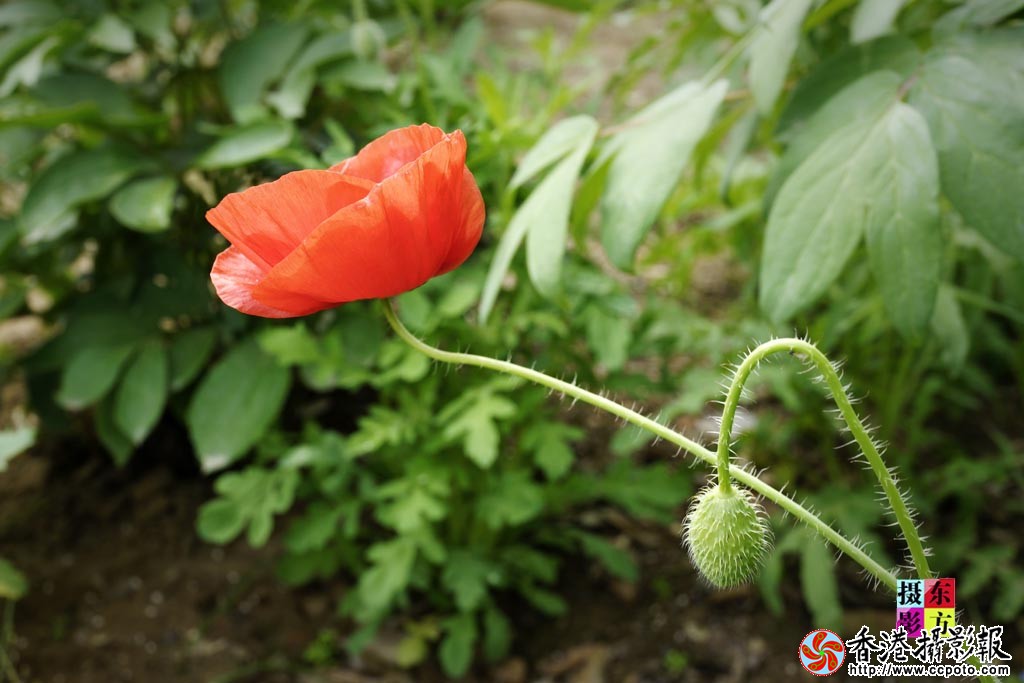 虞美人3..jpg