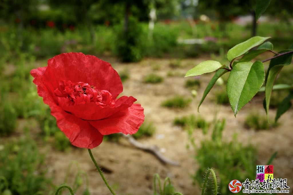 虞美人11..jpg