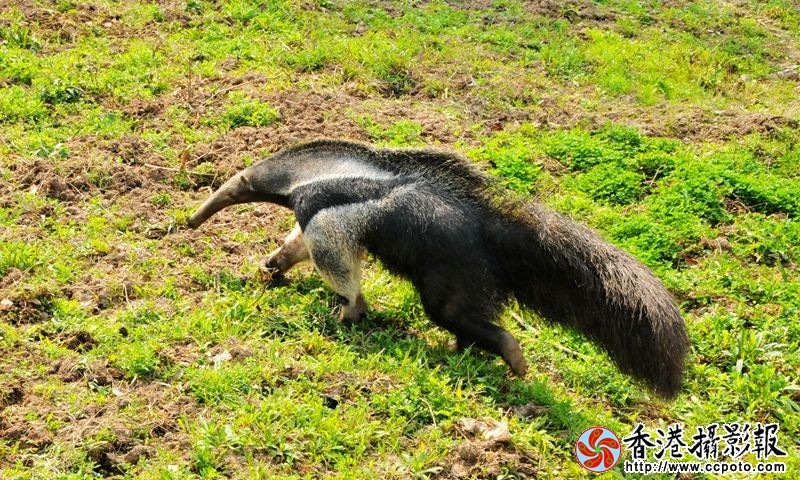 食蚁兽