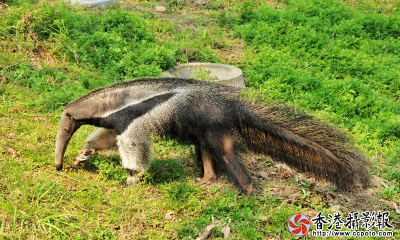 食蚁兽