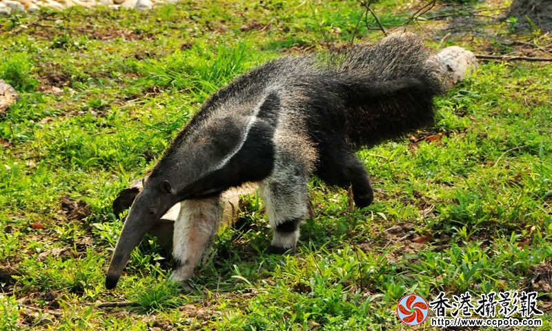 食蚁兽