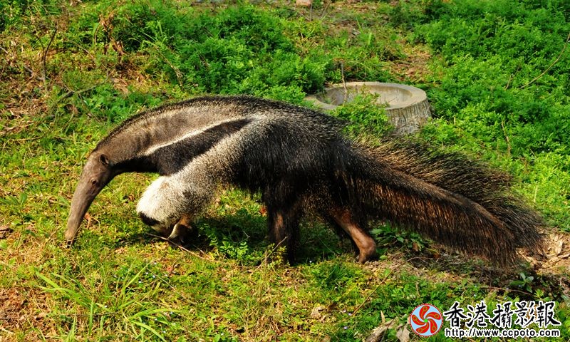 食蚁兽
