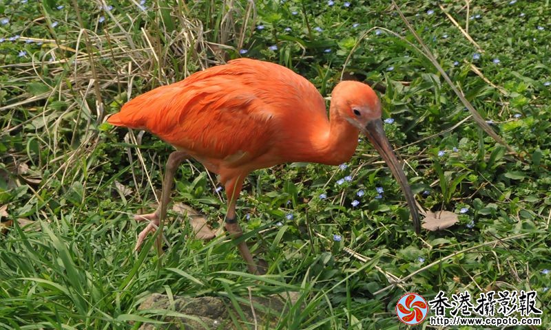 美洲红鹮