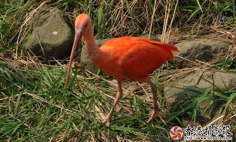 美洲红鹮