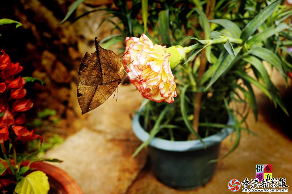 蝴蝶谷里蝶恋花9..jpg