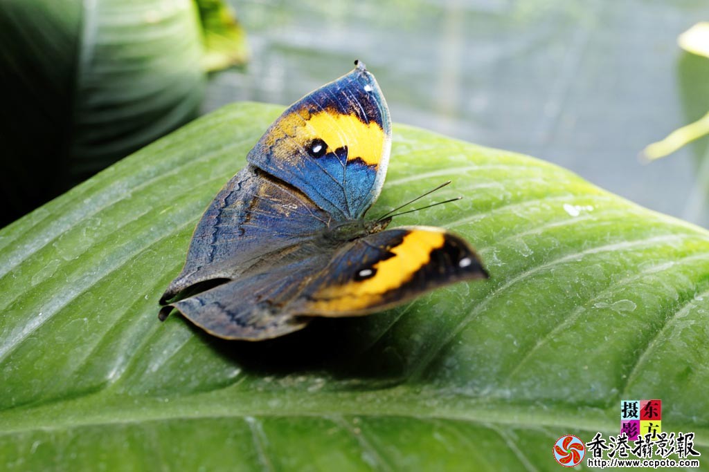 蝴蝶谷里蝶恋花15..jpg