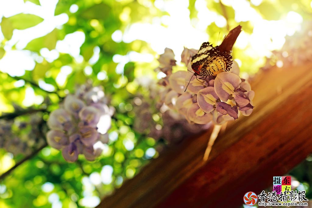 蝴蝶谷里蝶恋花16..jpg