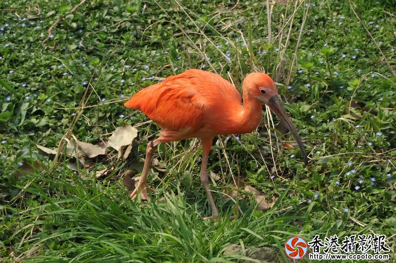 美洲红鹮