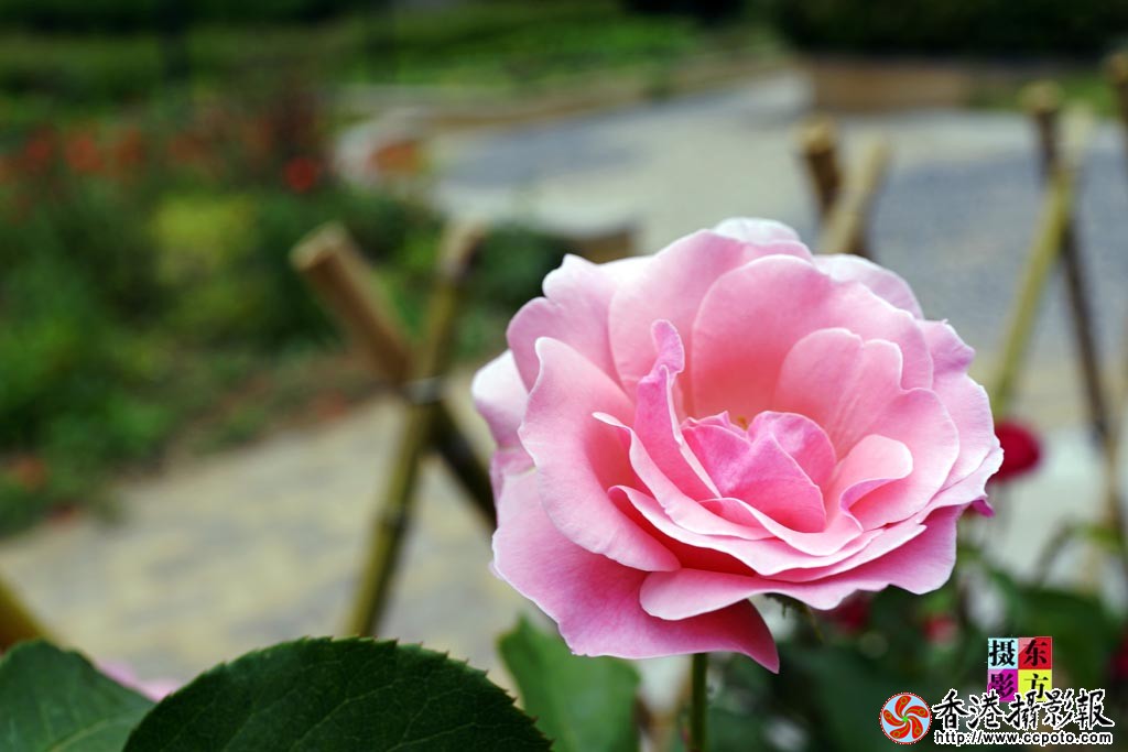 月季红了5..jpg