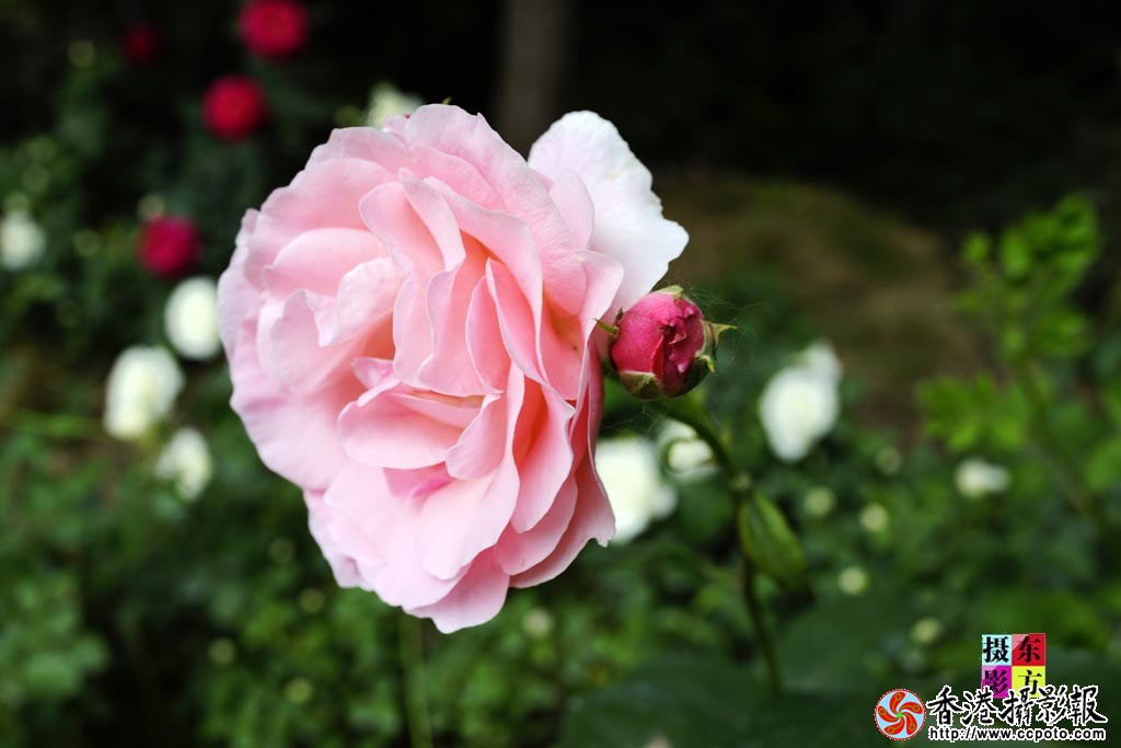 月季红了8..jpg