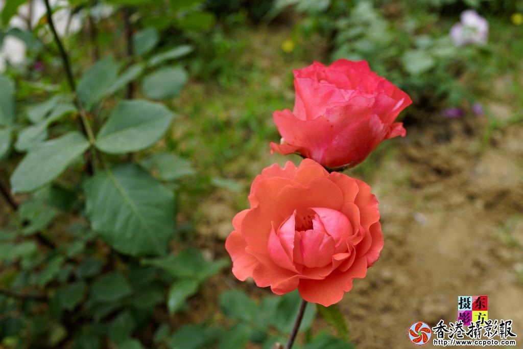 月季红了15..jpg