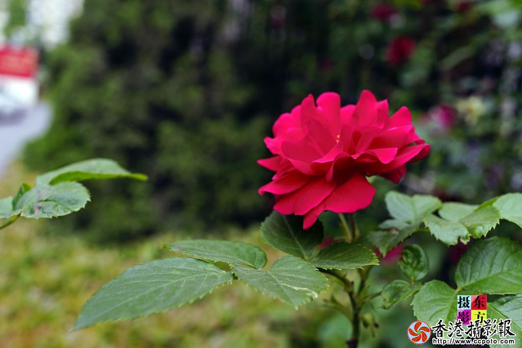 月季红了18..jpg