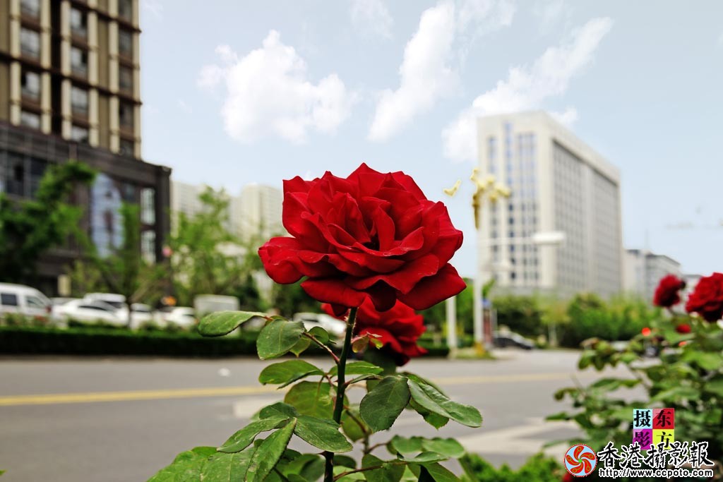 路边花儿3..jpg