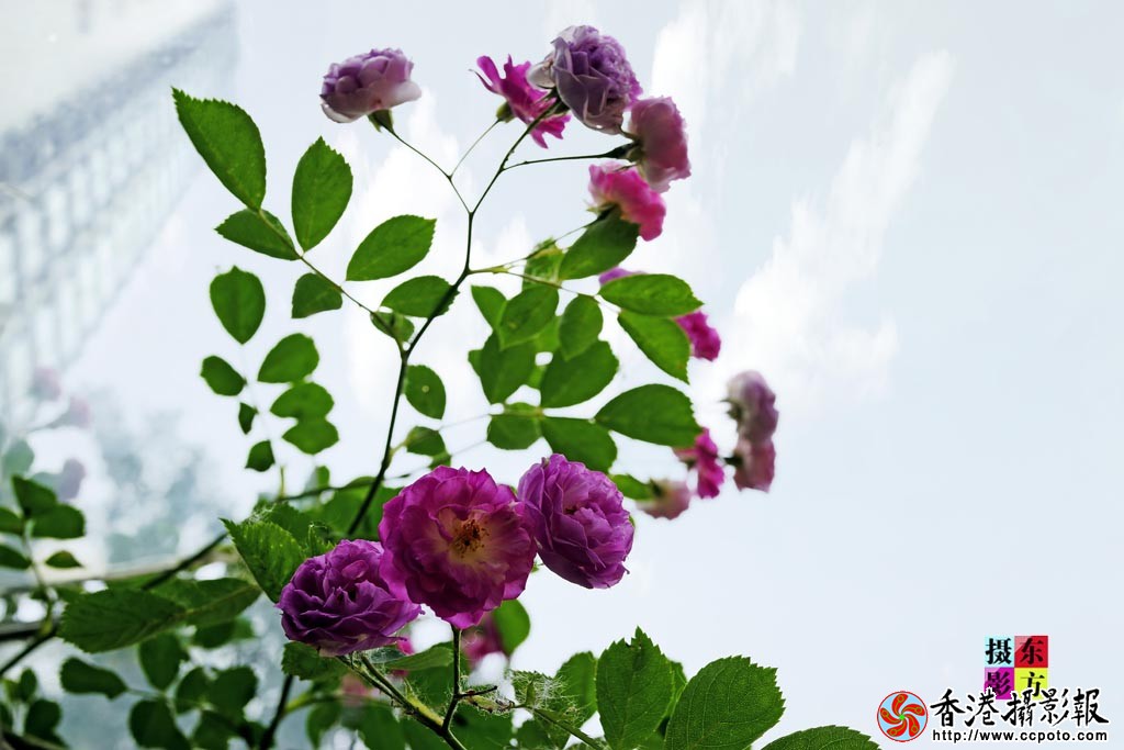 路边花儿6..jpg
