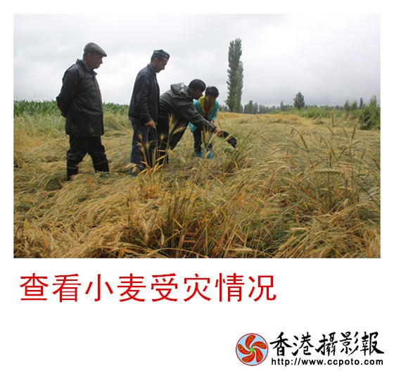 查看小麦受灾情况_副本.jpg
