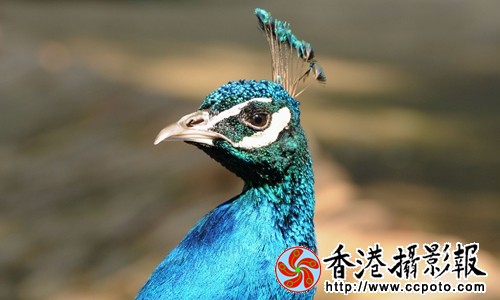 孔雀的眼神