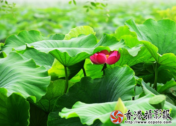 DSC_4369.jpg
