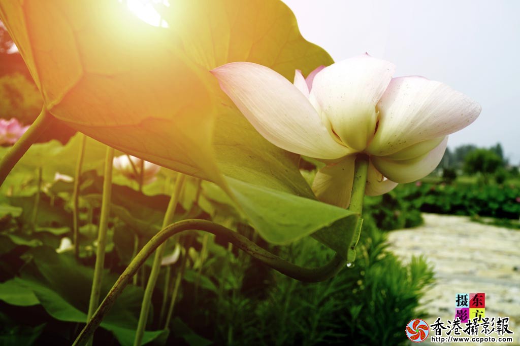 艳荷骄阳4..jpg