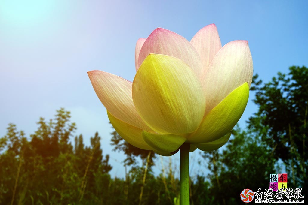 艳荷骄阳7..jpg