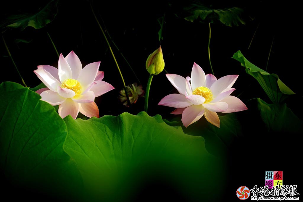 靓荷1..jpg