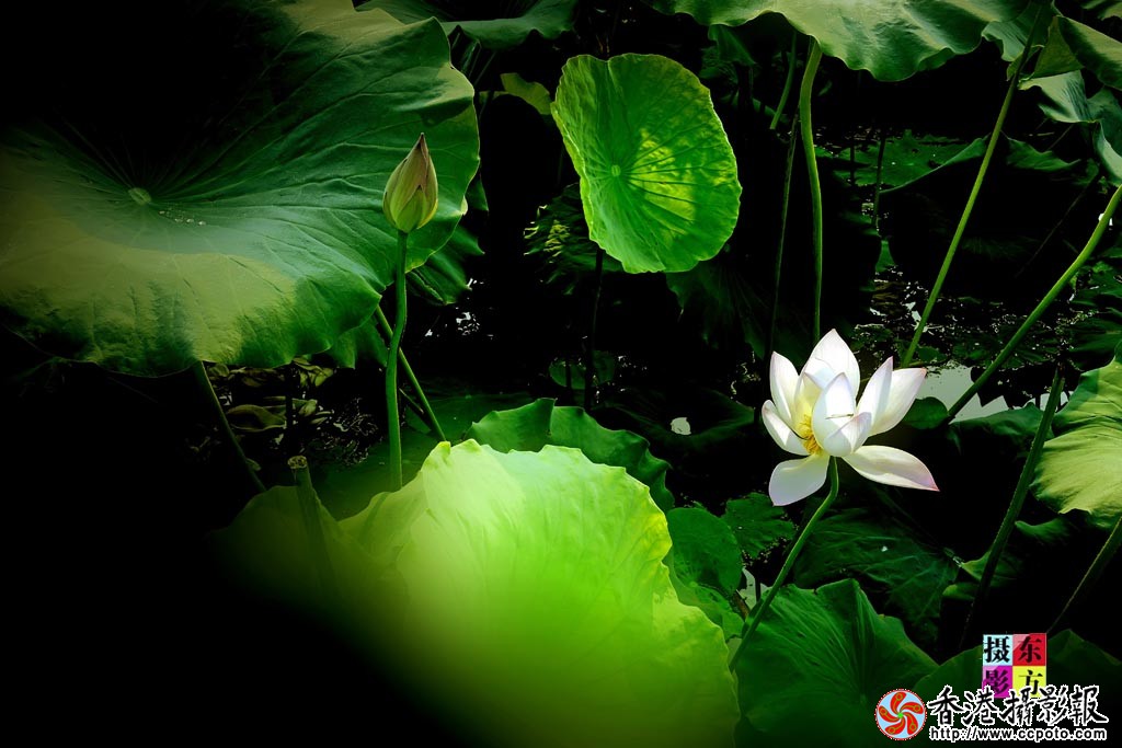 靓荷2..jpg