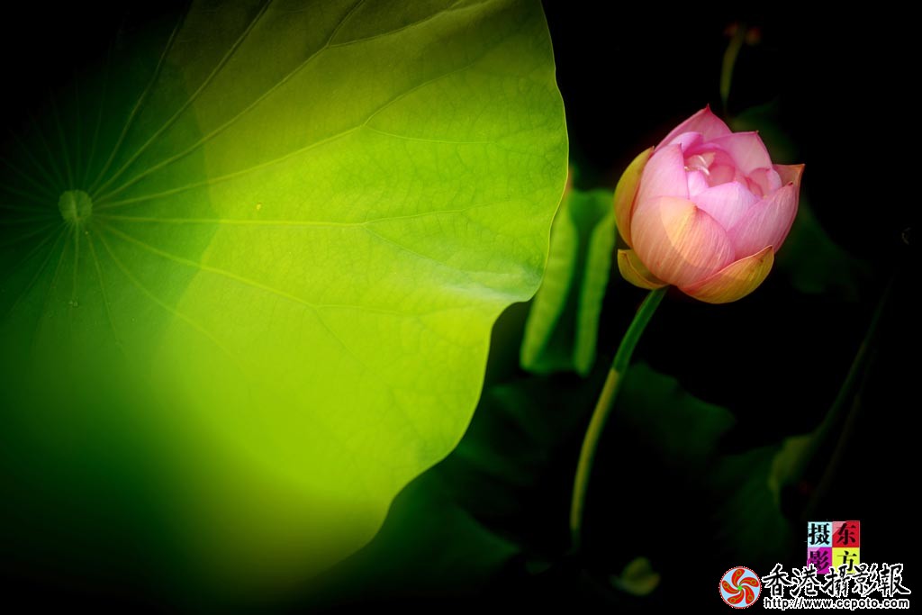 靓荷3..jpg