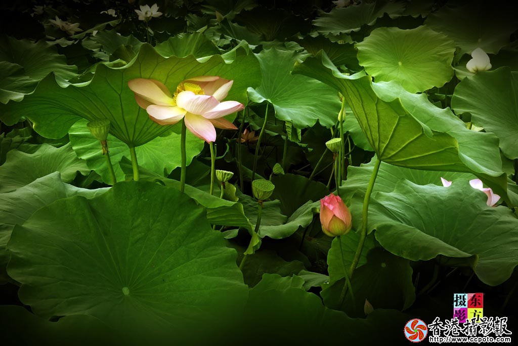 靓荷6..jpg